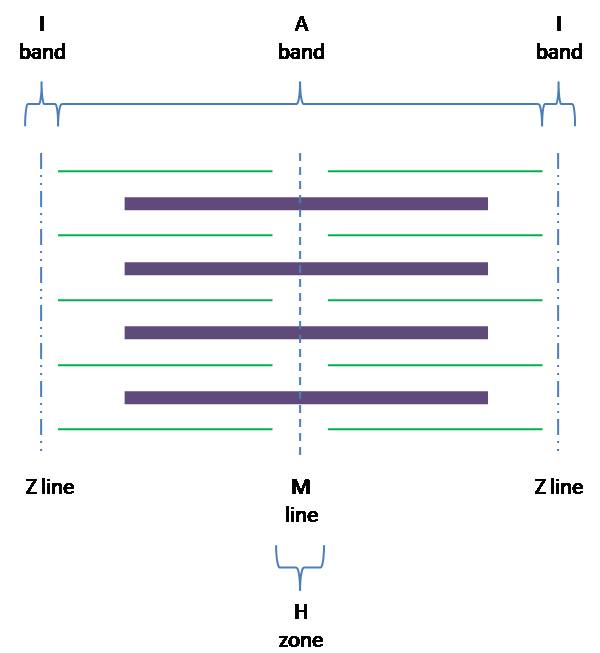 Diagram of a sarcomere in a relaxed muscle